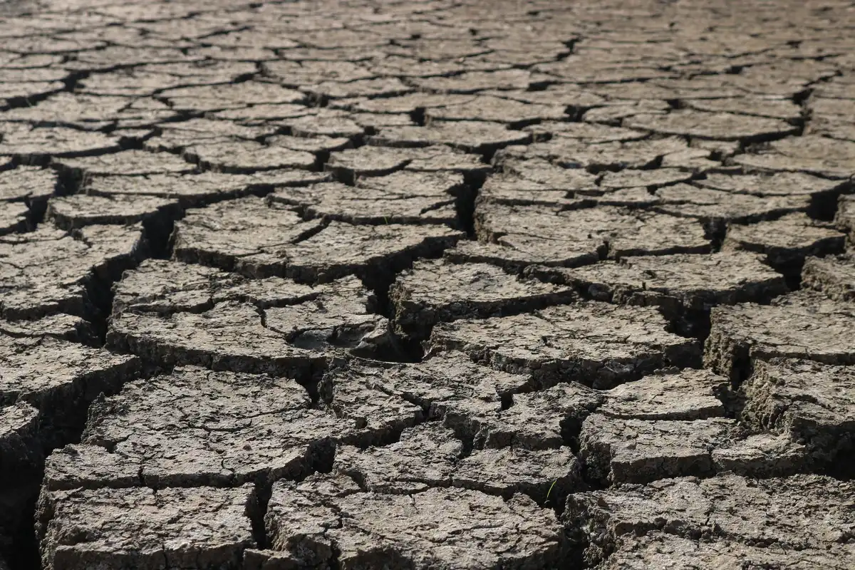 Campo agricolo colpito da siccità estrema durante la stagione di raccolta