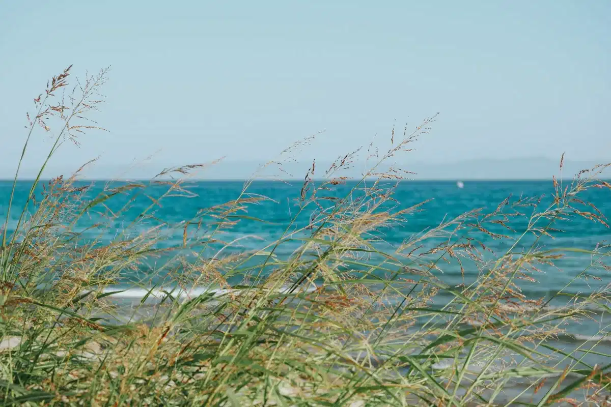 Prateria di Posidonia oceanica lungo la costa ligure con acqua cristallina