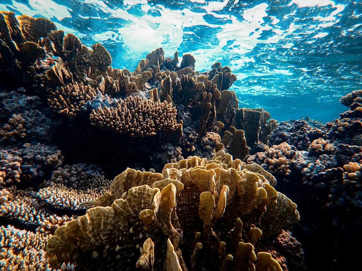 Rappresentazione grafica dei benefici della riforestazione marina: CO2, biodiversit&agrave;, protezione costiera