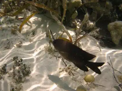 Subacqueo che pianta giovani piante di Posidonia oceanica nel fondale marino