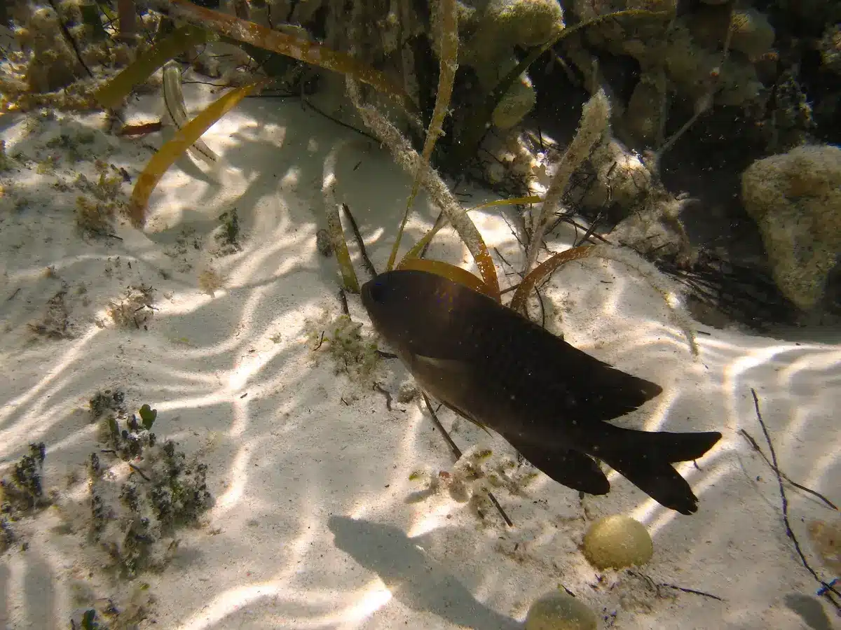 Subacqueo che pianta giovani piante di Posidonia oceanica nel fondale marino