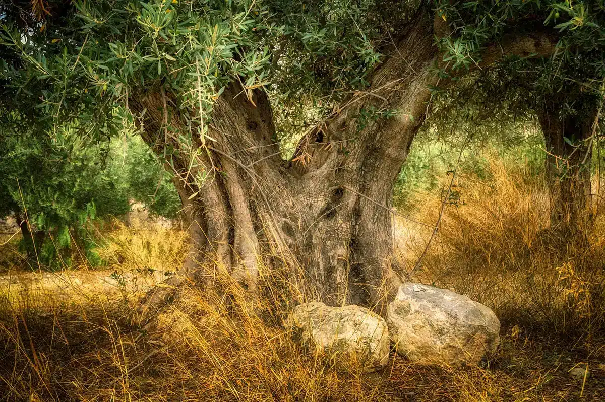 Interno di una cisterna interrata con attrezzi e reti per le olive